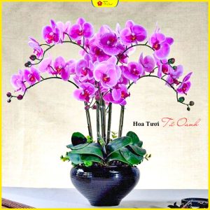 lan ho diep22